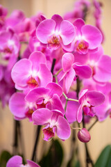 Fototapeta na wymiar Floral background of pink orchids blooming with spring mood
