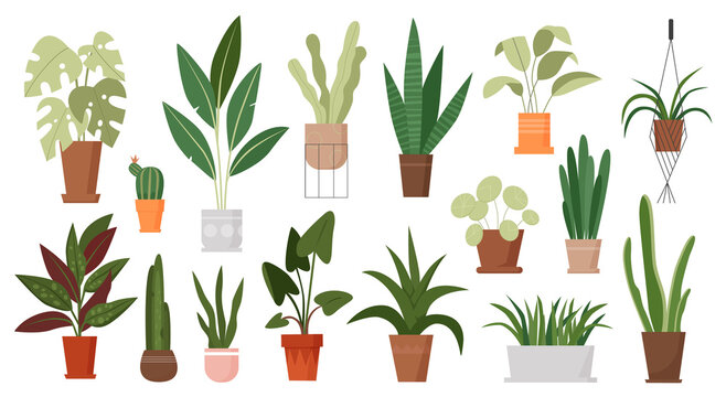 House plants grow in pots set, green houseplants growing in flowerpot, hanging in macrame