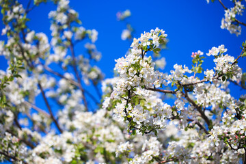 Apple blossoms over blurred nature background. Spring flowers. Spring Background.