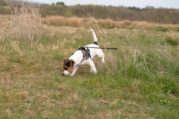 Young Jack Russel with scent in long grass 