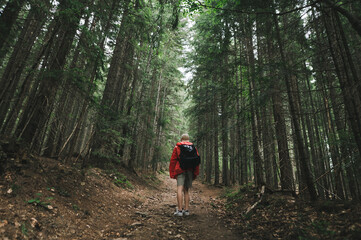 Hiker man with backpack and raincoat climbing mountain walking through forest path, rear view. Hiker goes up the mountain path. Wildlife in coniferous mountain forest and man tourist.