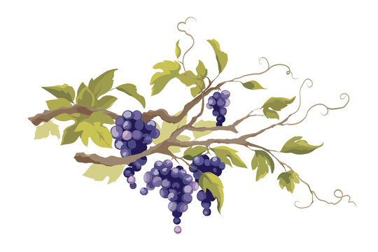 Grapevine - vector illustration. Design elements with a twisting vine with leaves and berries. Freehand drawing in watercolor style.