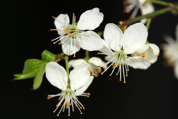 close-up of apple tree blossoms in spring 
