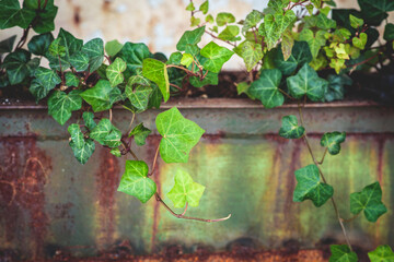 wall with ivy