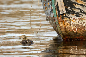 Common Eider - somateria mollissima - female swimming in sea water