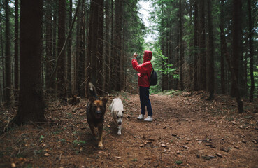 Hiker woman in red raincoat walks along forest path with two dogs and makes photo on smartphone....