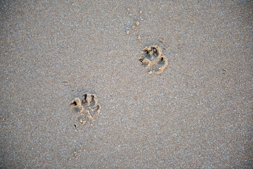 Two puppy paw prints in sand