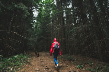 Obraz premium Back of a female tourist walks down a mountain path through a forest with a dog, wearing a red raincoat and a backpack. Hiker woman in mountain hike moves through forest path with coniferous trees.