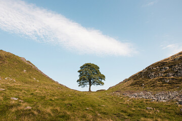 Northumberland UK: Sycamore Gap on Hadrians Wall up close (no people) with autumn colours