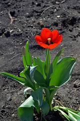 Obraz premium Red tulip with black heart in spring