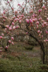 pink magnolia tree. branches of a pink magnolia tree. blooming pink magnolia. fragrant pink magnolia petals in the park.