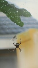 spider on web