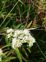 butterfly on a flower