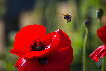 Mohnblumen und Hummeln © Photography_AT