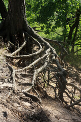 curled roots of pine trees in the forest 