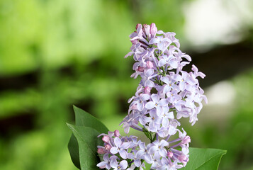 close-up flowers of a lilac in the garden
