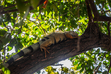 Lizard in tree