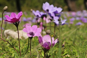 Obraz premium Closeup of colourful flowers in Greece in Spring