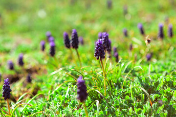 Grape Hyacinth wild flowers , growing in the spring season 