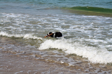 border collie playing on the beach