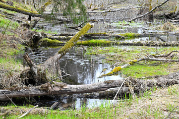 Fototapeta na wymiar Mossed trees that fell in a forest river in spring.