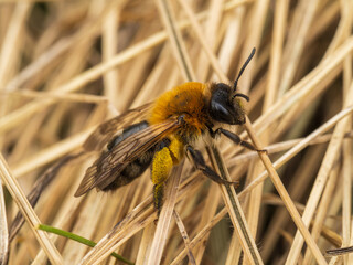 Macro Bee