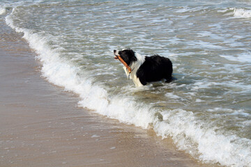 border collie playing on the beach