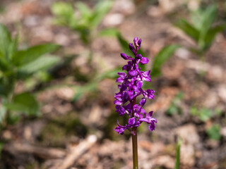 Early Purple Orched in Bluebell Woodland