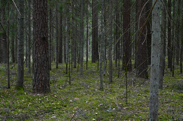 Coniferous forest thicket in spring. © Ivars T.