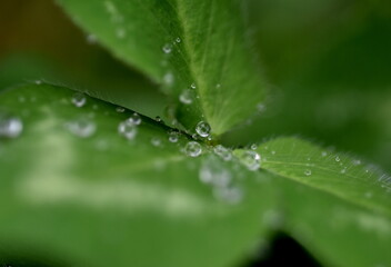 Regentropfen auf einem Kleeblatt