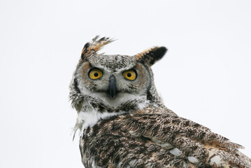 Eagle Owl (bubo bubo) is looking in the camera