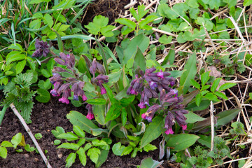 Close up of blue lungwort flower with copy space, also called Pulmonaria officinalis or Lungenkraut