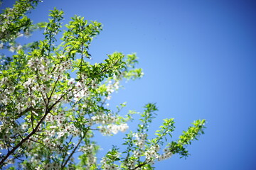 Blooming almond tree with white flowers in spring garden on blue sky background.