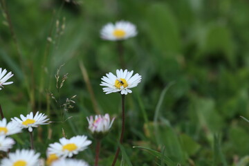 Pâquerette habitée