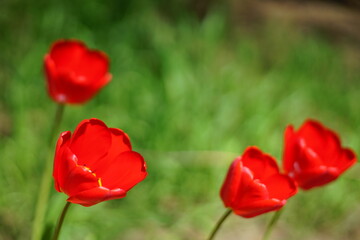 Four vivid red tulip flowers grows in spring garden.