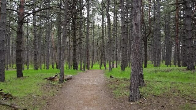 Walking in Spring Morning Forest. Trail Between Tall Pine Trees.