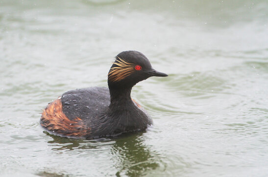 A black-necked Grebe in a Lake, Germany, Europe