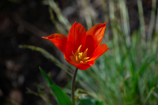 Red tulip in the garden color flovers natural