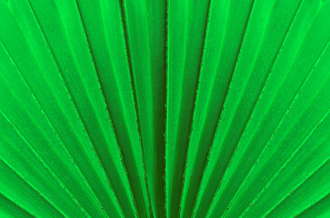 Natural green leave surface texture background.