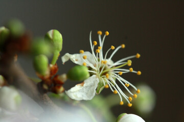close-up of apple tree blossoms in spring 