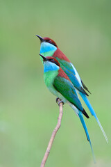 Bee catcher, blue-throated bee-eater, the most beautiful and fine bird gethering on thin stick