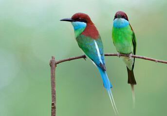 touch of nature with beautiful green and blue bird together perching on thin branch over blur background