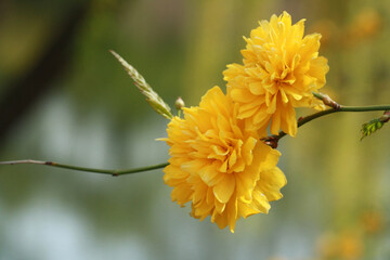 close-up of yellow flower blossoms in the spring