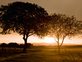 Fototapeta na wymiar Landschaft mit Wein im Sonnenuntergang
