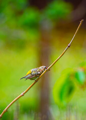 Serin Cini un seul individu