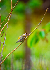 Serin Cini un seul individu