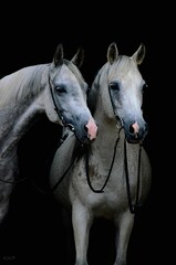 portret koni arabskich