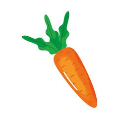carrot fresh vegetable