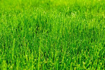 Background of the green grass. Eco concept. Selective focus