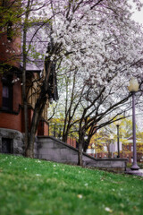 Magnolia flowers on bokeh backgrounds.